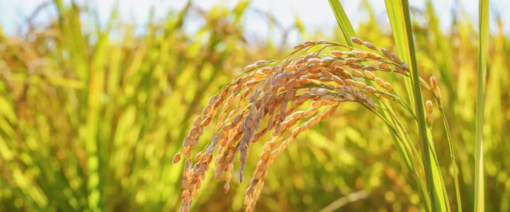 実りの秋を迎えた稲穂のクローズアップ写真。黄金色に色づいた米粒が重そうに垂れ下がり、背景には田んぼ全体がぼかされて広がっている。収穫間近の豊かな実りを感じさせる明るい日差しの下での撮影。