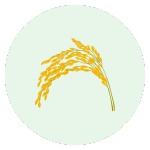 黄色い稲穂のアイコン。淡い緑色の円形背景に配置されている。