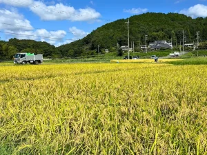 実りの秋を迎えた田園地帯の風景。手前に黄金色に実った稲穂が広がり、奥には緑豊かな山々を背景に集落の家々が点在。農作業用のトラックと作業する人々の姿も見える、日本の典型的な里山の風景